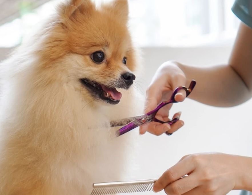 Dog Salon こもれび 会社紹介 1