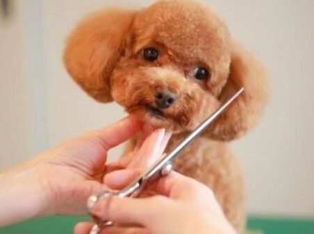 DOGSALON ぼくのじかん 会社紹介 1